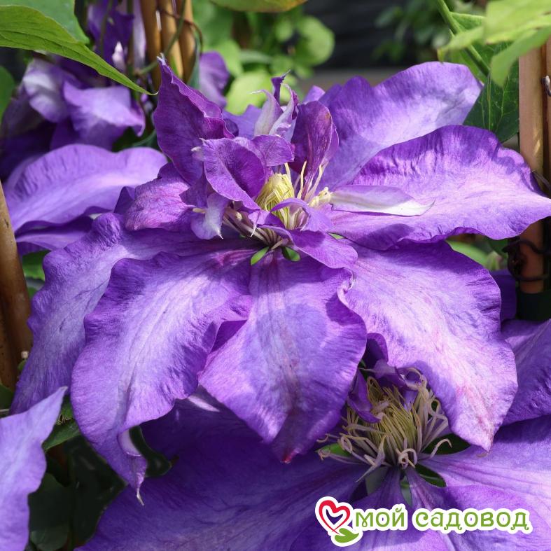 Клематис Даниэль Деронда ЗКС