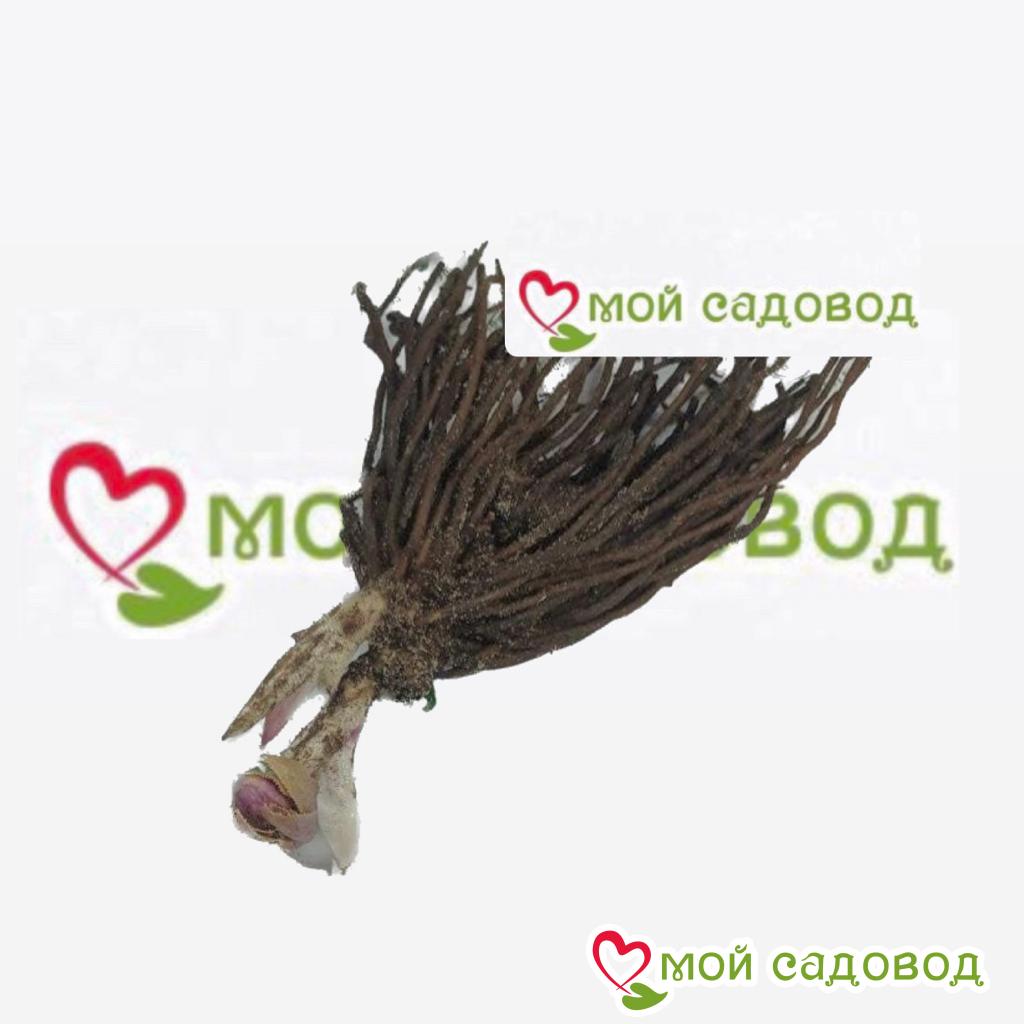 Морозник Дабл Элен Пикоти