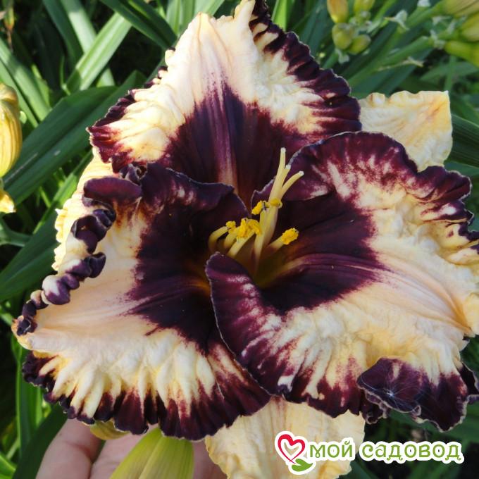 Лилейник Муссака